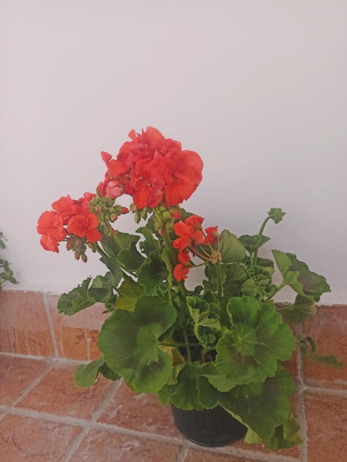 فندق La Terrazza Delle Fate نابولي المظهر الخارجي الصورة