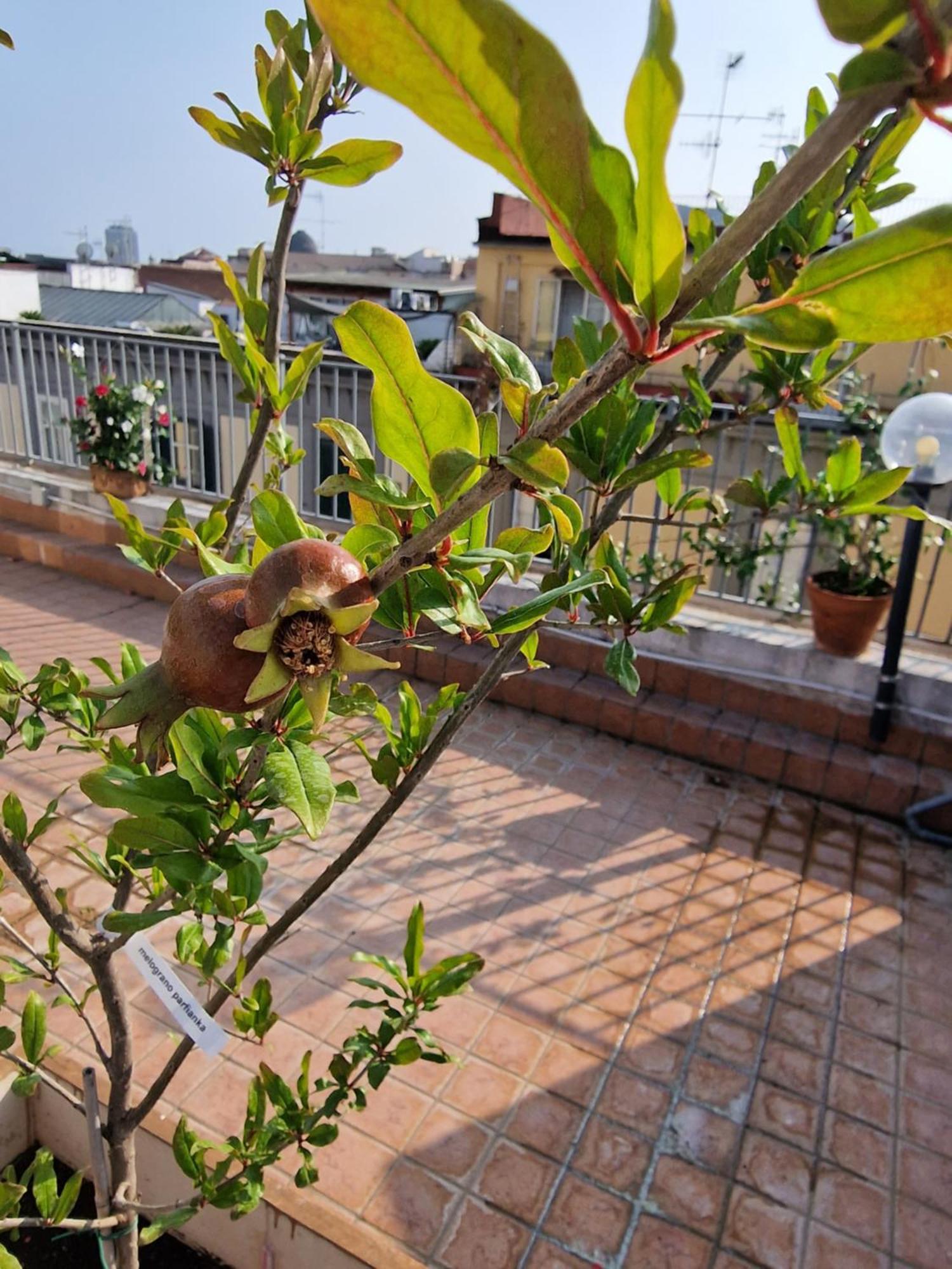 فندق La Terrazza Delle Fate نابولي المظهر الخارجي الصورة